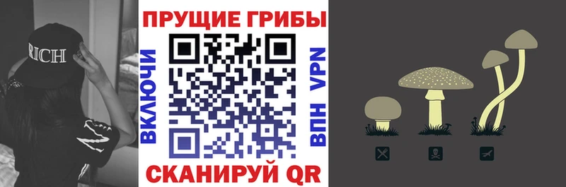 Псилоцибиновые грибы Cubensis  наркошоп  Власиха 